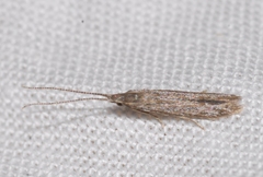 Coleophora texanella