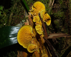 Pseudomerulius curtisii