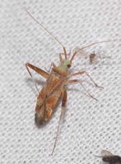 Phytocoris flammula