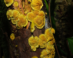 Pseudomerulius curtisii