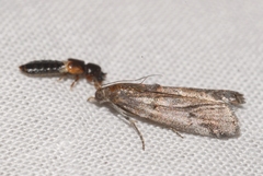 Acrobasis obliqua