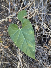 Gonolobus arizonicus