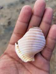 Semicassis centiquadrata