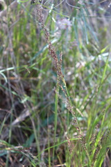 Melica imperfecta