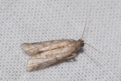 Ephestia woodiella
