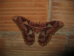 Rothschildia speculifer