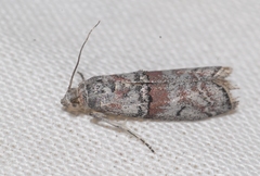 Merulempista turturella