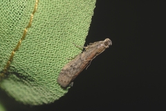 Ephestia woodiella