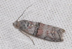 Merulempista turturella