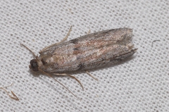 Cadra figulilella