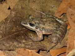 Leptodactylus camaquara