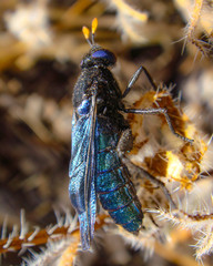 Paramydas igniticornis