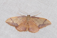 Idaea ostrinaria