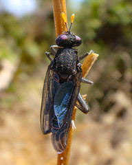 Paramydas igniticornis