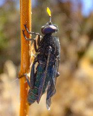 Paramydas igniticornis