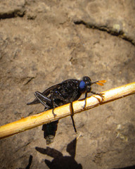 Paramydas igniticornis