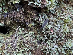 Microglossum nudipes