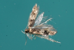 Apatema impunctella