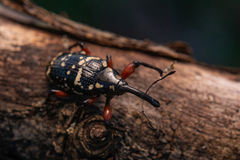 Heilipodus erythropus
