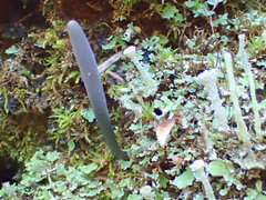 Microglossum nudipes