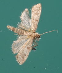 Ephestia woodiella