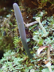 Microglossum nudipes