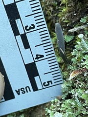 Microglossum nudipes