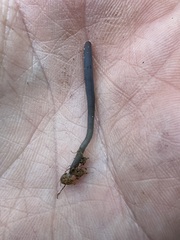 Microglossum nudipes