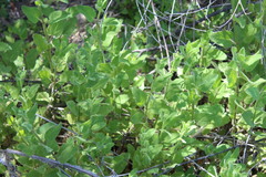 Stachys stebbinsii