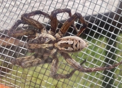 Lycosa erythrognatha