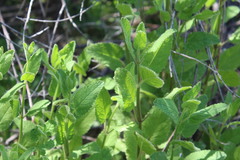 Stachys stebbinsii