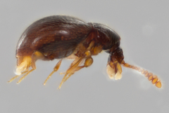 Brachycepsis