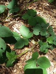 Candicantes
