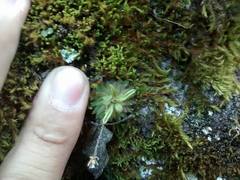 Pinguicula moranensis
