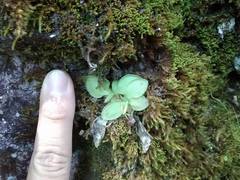 Pinguicula moranensis