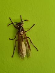 Apoica pallens image