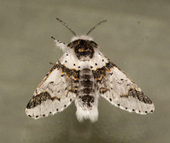 Furcula scolopendrina