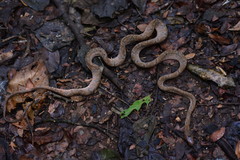 Toxicodryas adamanteus