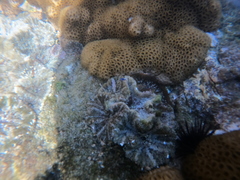 Actinostella bradleyi