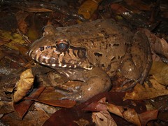 Leptodactylus labyrinthicus