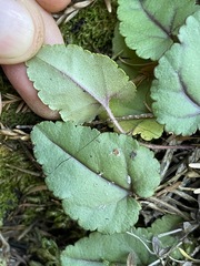 Veronica californica
