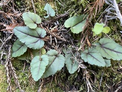 Veronica californica