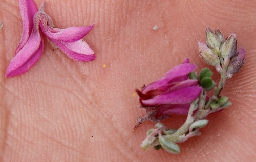 Image of Indigofera pillansii by (c) Tony Rebelo, some rights reserved (CC BY-SA)