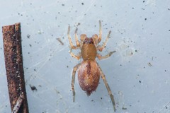 Porrhoclubiona leucaspis