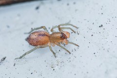 Porrhoclubiona leucaspis