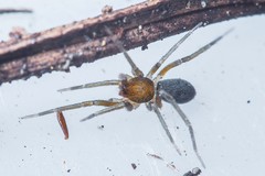 Liocranidae