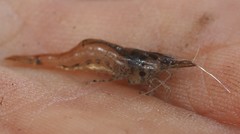 Caridina indistincta