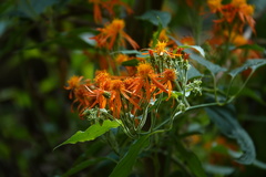 Pseudogynoxys haenkei