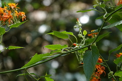 Pseudogynoxys haenkei