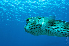Cyclichthys spilostylus